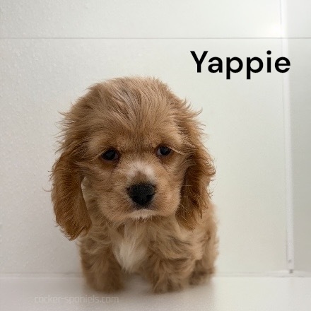 puppy, for, sale, Cocker Spaniel, Joe & Cherri  Overlease, dog, breeder, Miller, MO, dog-breeder, puppy-for-sale, forsale, nearby, find, puppyfind, locator, puppylocator, aca
